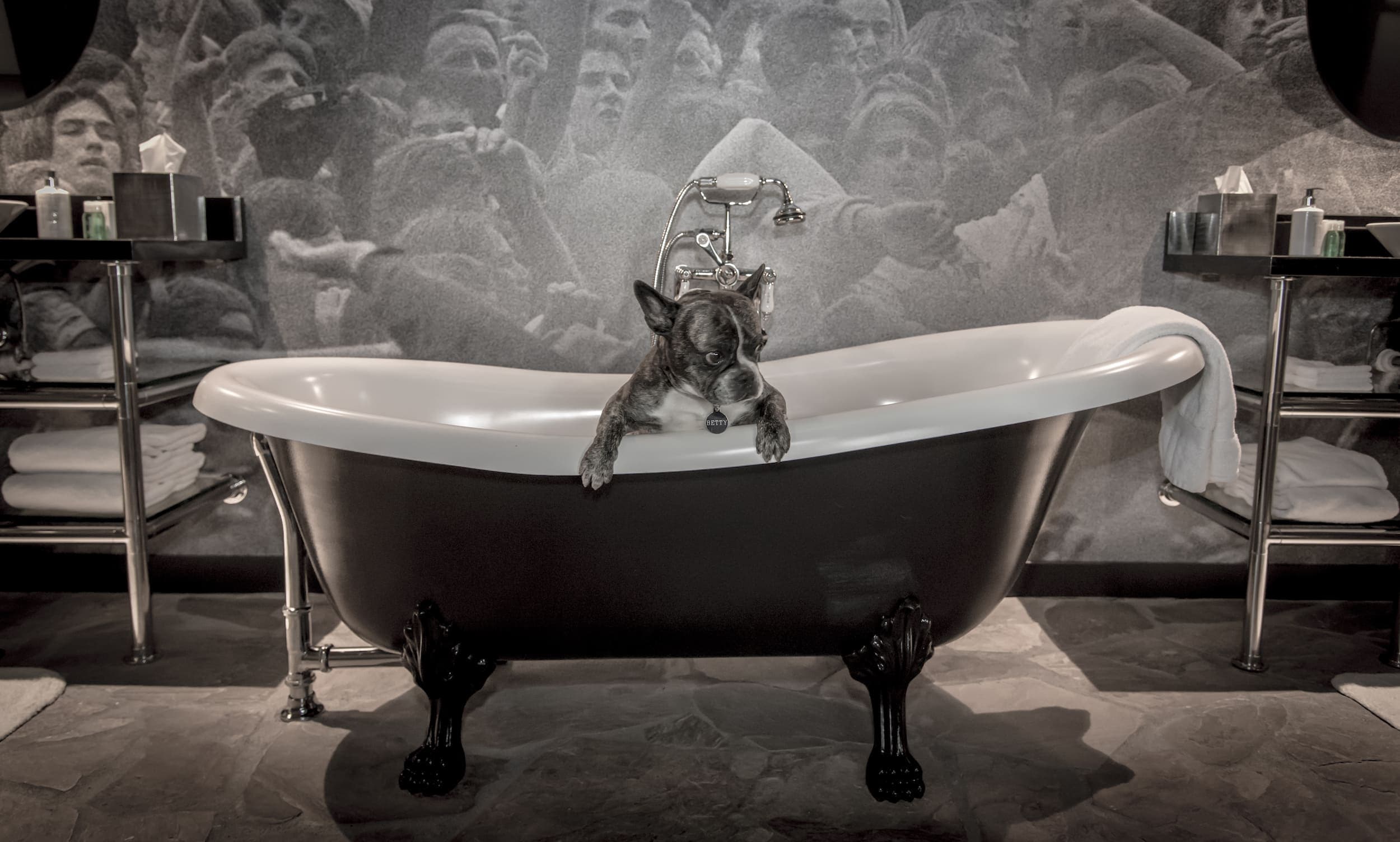 A french bulldog in a claw foot tub in the Pear Jam suite at Edgewater